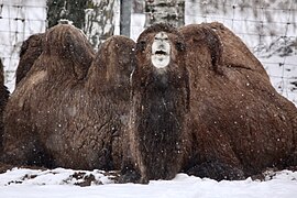 In the snow at Tallinn Zoo, Estonia