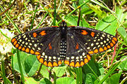 Adult, dorsal view.