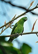 Green parrot with darker wings
