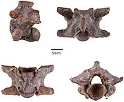 Boa blanchardensis の胴椎骨 (Bochaton & Bailon, 2018)