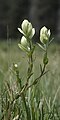 Sulfur paintbrush, San Pedro Parks Wilderness