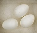 Glossy white eggs