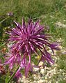 Centaurea scabiosa