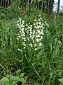 Cephalanthère à feuilles étroites (Cephalanthera longifolia).