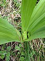 plante de montagne