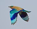 Provincial bird of Karnataka