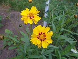 Coreopsis lanceolata