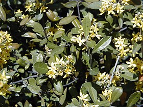 Corokia virgata