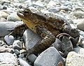 Bufo bufo (Crapaud commun)