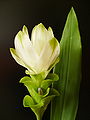 Curcuma longa