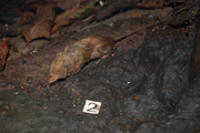 Brown shrew