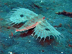 Восточная дактилоптена (Dactyloptena orientalis)