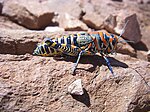 Painted grasshopper, Dactylotum bicolor, deters predators with warning coloration.