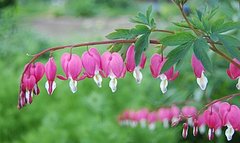 Feuilles et fleurs d'un cœur de Marie (Lamprocapnos spectabilis). (définition réelle 3 008 × 1 797)