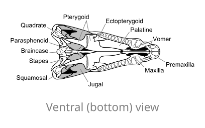 Ossa del cranio di Dimetrodon, in vista ventrale