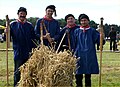 Traditionelles Dreschen mit dem Dreschflegel im Blauhemd