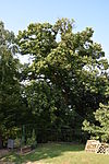 Edelkastanie (Castanea sativa)