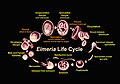 Life cycle of the Eimeria parasite
