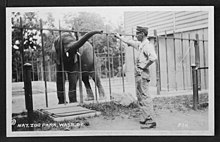 Elephant being fed