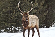 Photograph of elk in the snow