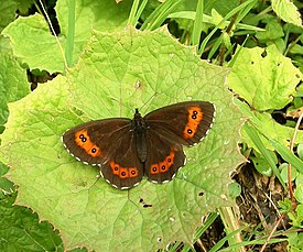 Чернушка лигея (Erebia ligea)