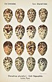 Plate from Oologia universalis palaearctica showing eggs of golden plover