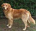 Golden Retriever