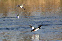 In flight over Rideau River, Ottawa, Ontario