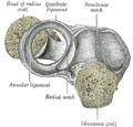 Ligament annulaire du radius, d'en haut.