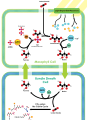 Image 33The C4 carbon concentrating mechanism (from Evolutionary history of plants)