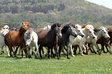 Groupe de petits chevaux de toutes les couleurs vue de face dans l'herbe.