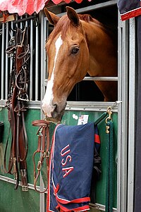 La tête d'un cheval alezan avec une grande lisse blanche sort d'un boxe démontable dans le cadre d'un concours; des filets et un couvre-rein bleu-marine sur lequel est inscrit USA encadrent la porte.