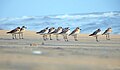 Lesser sand plover