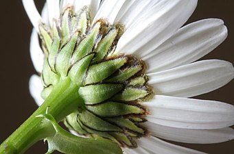 Blomma från undersidan, visande blomkorgen med överlappande fjäll