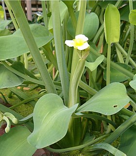 Limnocharis flava