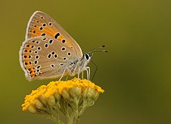 坎地灰蝶 Lycaena candens