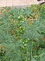 Fruits, on short stalks, not curving downwards