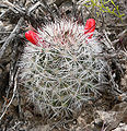 Mammillaria tetrancistra