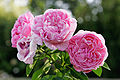 Tudor Rose Rosa cultivar 'Mary Rose'