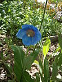 Meconopsis grandis