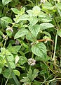 Mentha arvensis