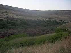 מראה כללי על סביבת הנחל