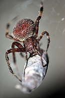 Barn Spider feeding at night