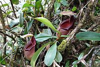 Lower pitchers of N. carunculata, which is often treated as a synonym