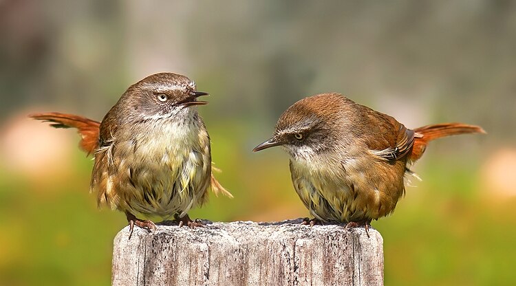 Поющие белобровые кустовки (Sericornis frontalis) в юго-восточной Австралии