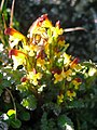 Pedicularis flammea