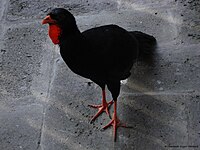 Highland Guan