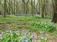 Bottomland forest in the Pennyroyal Plain, Kentucky