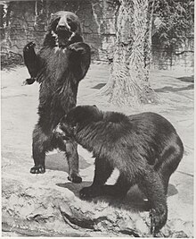 Two spectacled bears