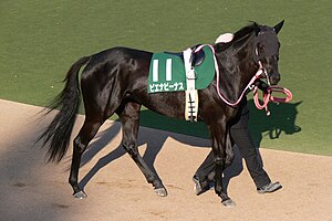 競走馬ピエナビーナス